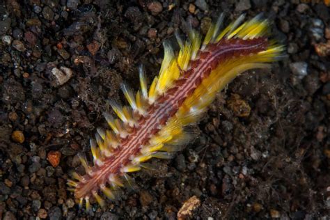 Yellowscale Bristleworm: A Tiny Terror with an Enormous Appetite for Decay!