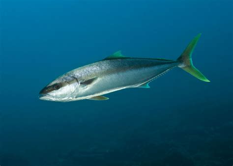  Yellowtail ! A Fish Renowned for its Bright Scales and Remarkable Migratory Prowess