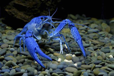 Zambezi Crayfish: A Delectable Crustacean Living Beneath the Waves in Africa's Majestic Rivers!