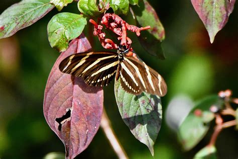   Zebra Longwing Butterfly! A Tiny Migrant With Wings More Colorful Than a Rainbows 